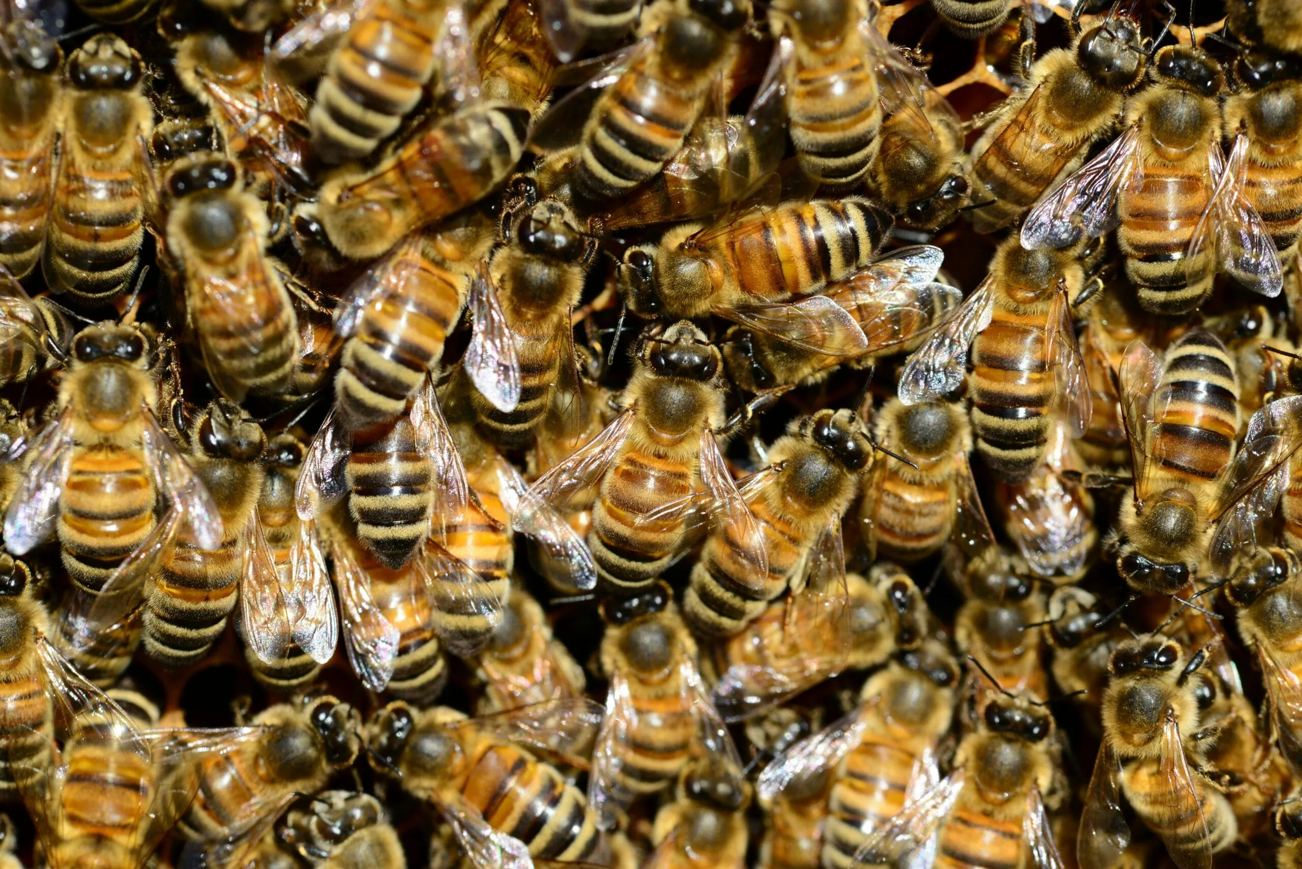 Buzzwords